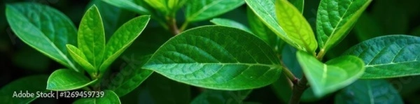 Fototapeta Foliage of Schleichera oleosa with varying shades of green, foliage, botany, tropical