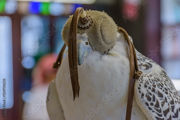 Fototapeta The Falcon displayed in Doha, Qatar