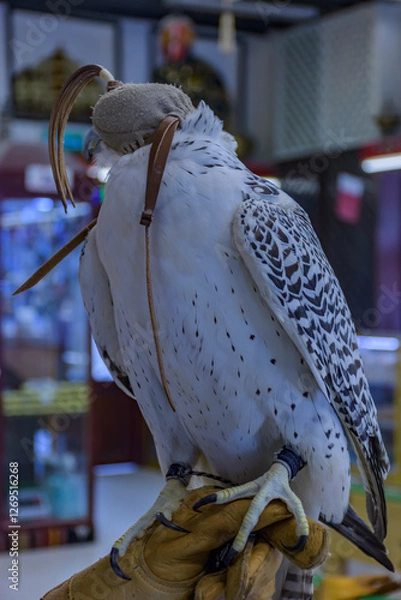 Fototapeta The Falcon displayed in Doha, Qatar