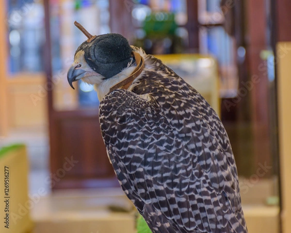 Fototapeta The Falcon displayed in Doha, Qatar