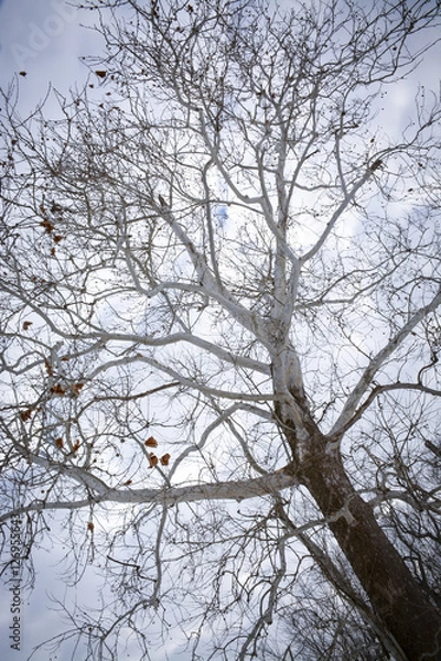 Obraz winter tree branches
