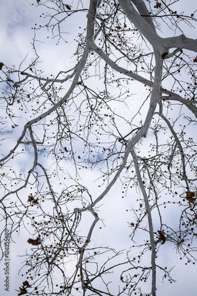 Obraz winter tree branches