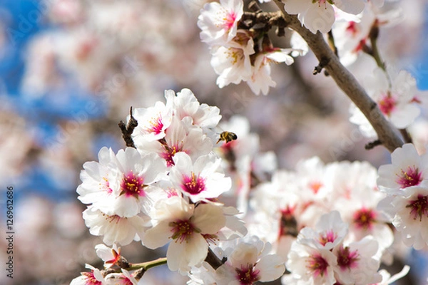 Obraz Bee sucking nectar