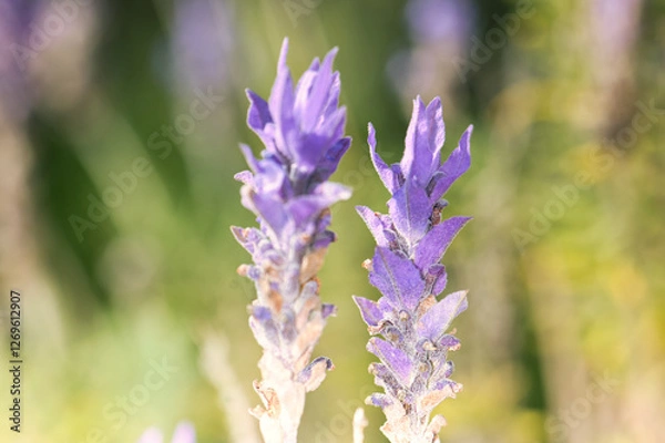 Obraz Lavender flower