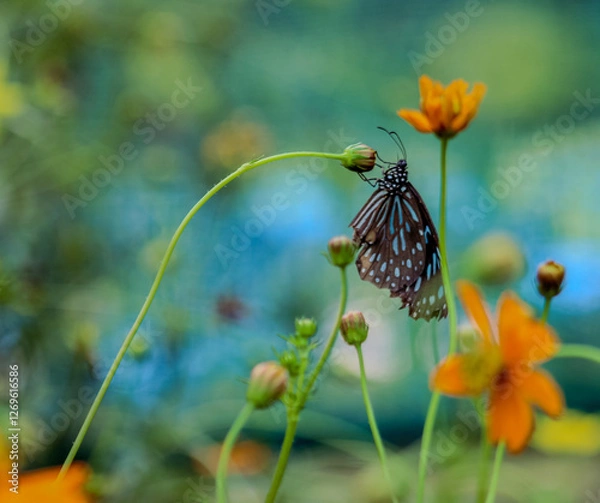 Obraz Schmetterling an Blume