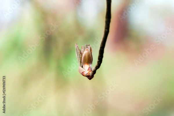 Obraz Blühende Planze