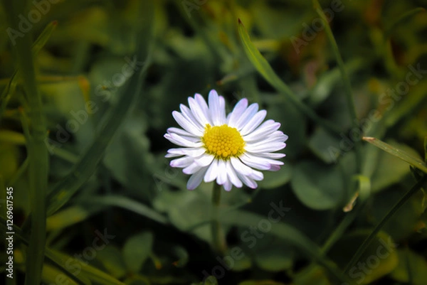 Obraz Gänseblümchen 
