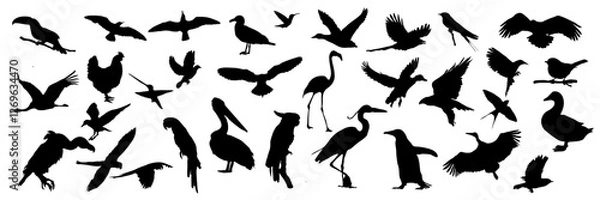 Obraz Bird silhouette vector set, diverse bird shape black silhouettes on white background, illustration of flying, perching birds, suitable for nature, wildlife designs