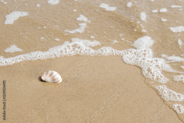 Fototapeta Slipper Limpet shell on the shore