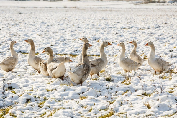 Fototapeta Серые гуси на белом снегу