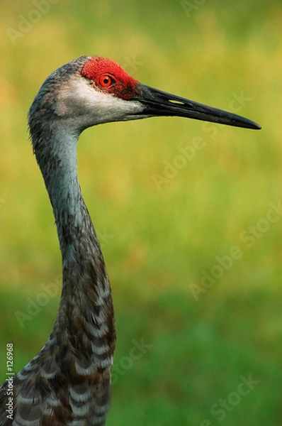 Obraz sandhill crane