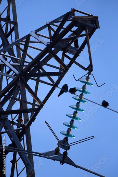 Fototapeta Power tower and birds sitting on a power line on a cold winter evening.
