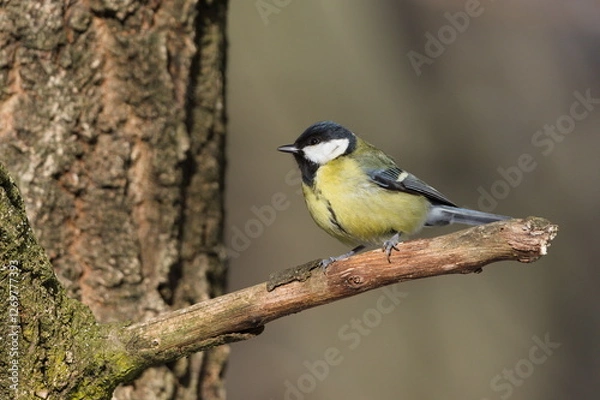 Fototapeta Parus major aka great tit perched on the tree branch. Common bird in Czech republic. Isolated on blurred background. 