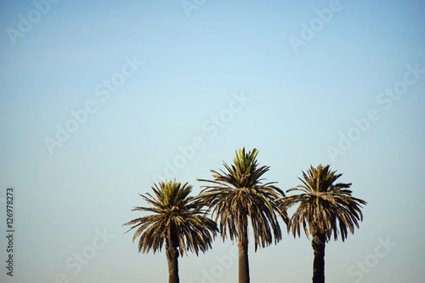 Fototapeta tree palm trees