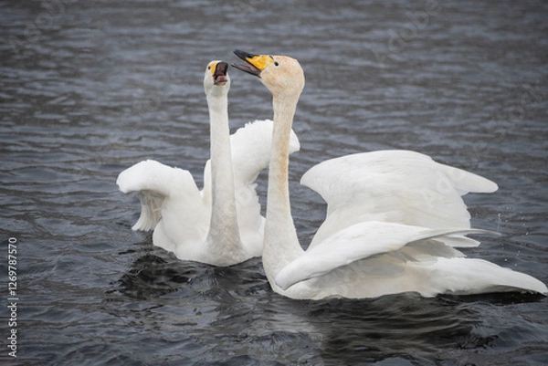 Fototapeta screaming swans