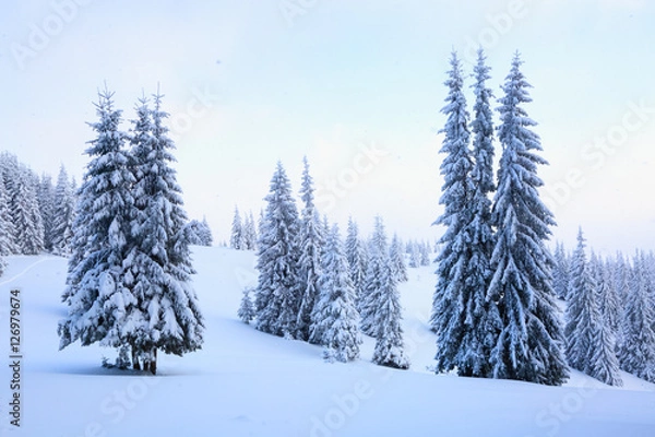 Fototapeta  The trees under snow are on the lawn.