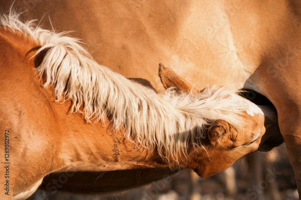 Obraz Haflinger foal feeding on a mare