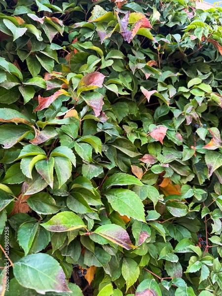 Fototapeta Lush green ivy leaves showcasing autumn colors in a city garden setting