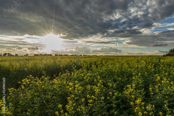 Obraz Rapsfeld in Horchheim