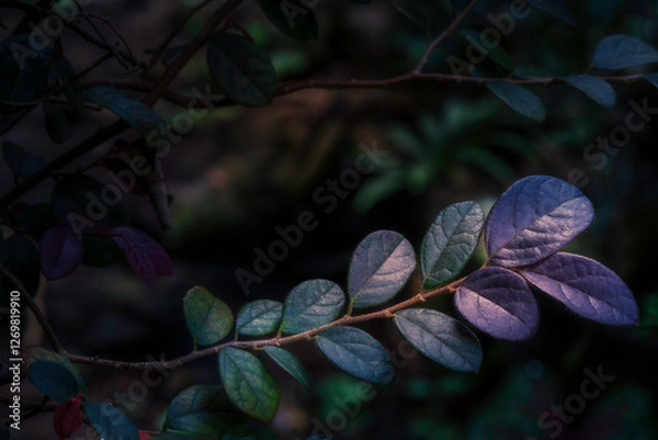 Obraz Loropetalum chinense