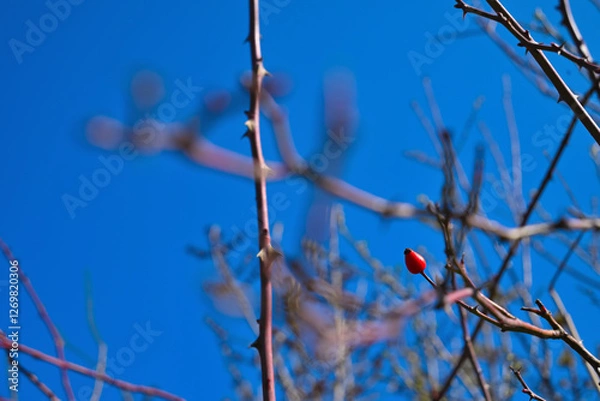 Fototapeta Single Red Rose Hip on Thorny Branch Against a Clear Blue Sky in Winter