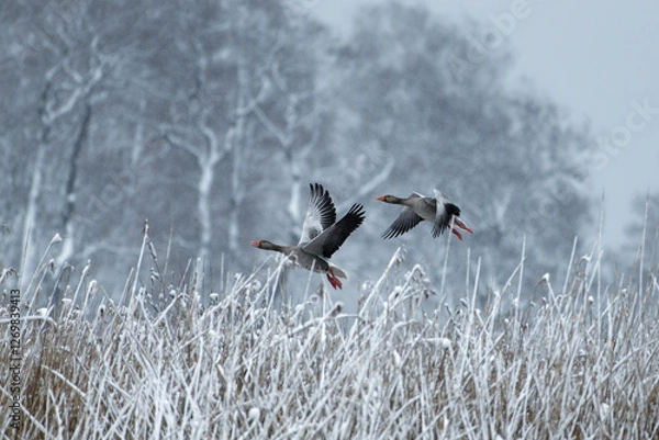 Fototapeta Pair of greylag geese flying behind snow covered reeds after April heavy snowfall in Helsinki, Finland.