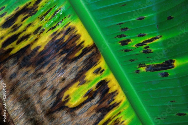 Fototapeta Close-up view of a banana leaf