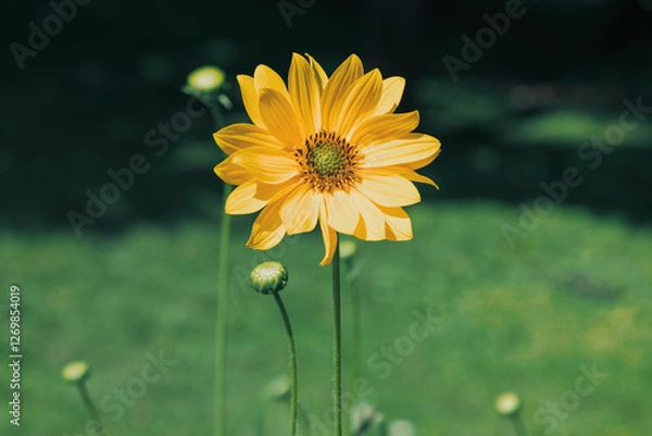 Fototapeta one big chamomile flower spring blossom season specific concept with soft vintage style colors blurred natural background pattern