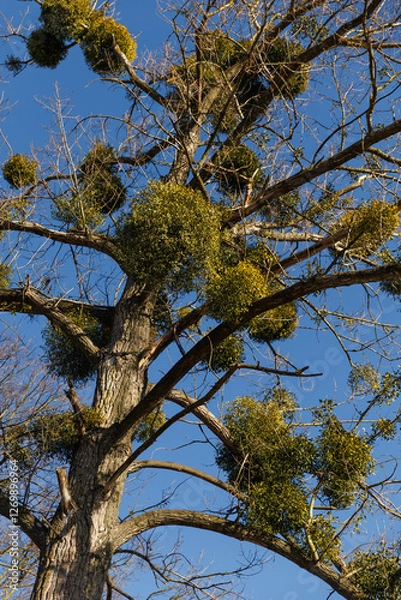 Fototapeta Common mistletoe on tree branches, winter