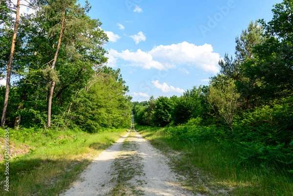 Fototapeta The path in the forest at Dampierre-en-Burly in Europe, France, Centre Val de Loire, Loiret, Dampierre en Burly, in summer, on a sunny day.