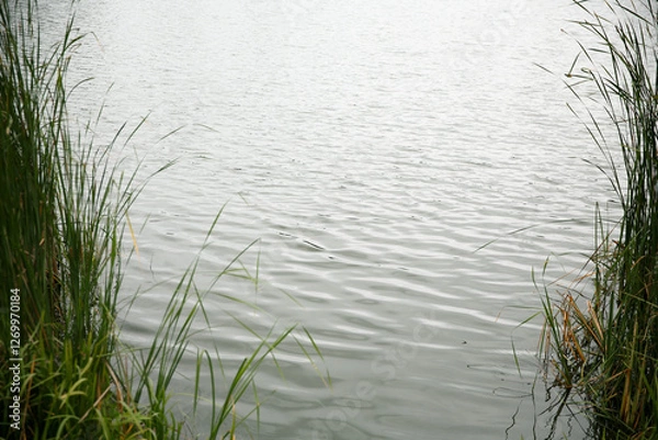 Fototapeta Scenic Lakeside View with Lush Green Reeds and Calm Water on a Cloudy Day
