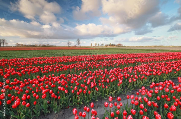 Obraz red tulip field in spring