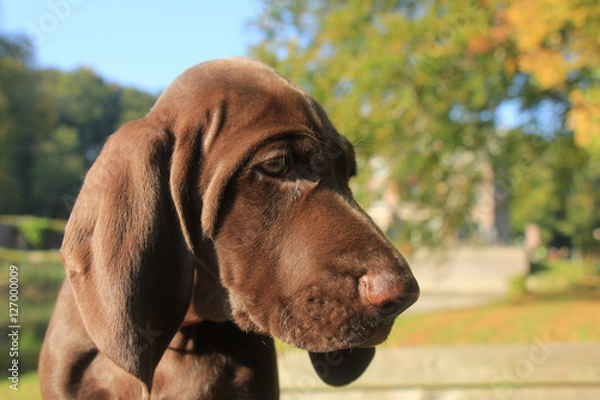 Fototapeta German Shorthaired Pointer Puppy