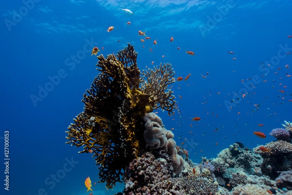 Obraz fire coral structure