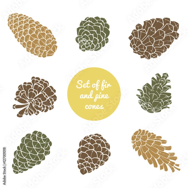 Fototapeta Hand-Drawn set with cones of coniferous evergreen tree. Design decor background.