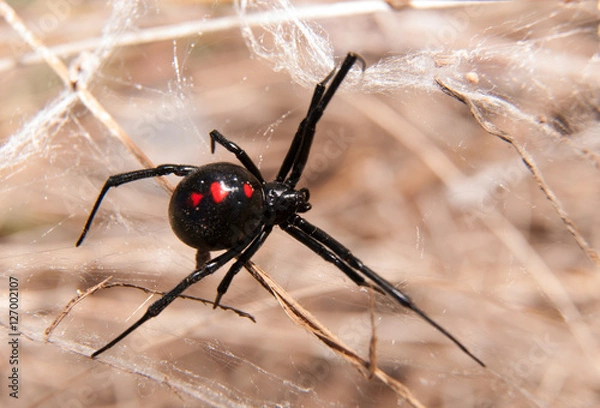 Fototapeta Pająk Black Widow na zewnątrz w sieci