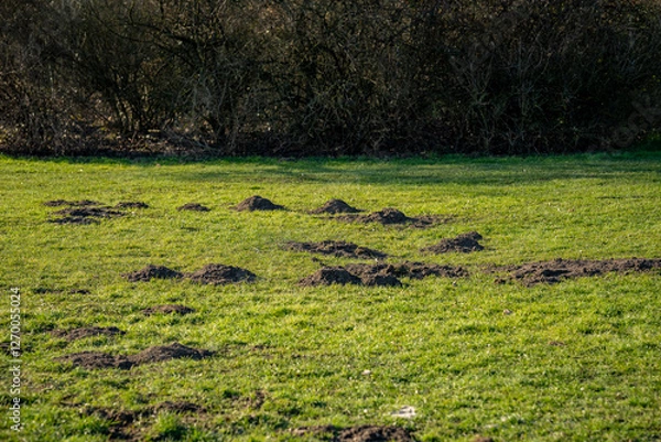 Obraz Mehrere Maulwurfshügel auf grüner Wiese in natürlicher Parklandschaft, aufgeworfene Erdhaufen durch grabende Tiere, beschädigter Rasen mit dunkler Erde im Sonnenlicht