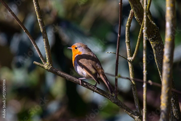 Obraz European Robin