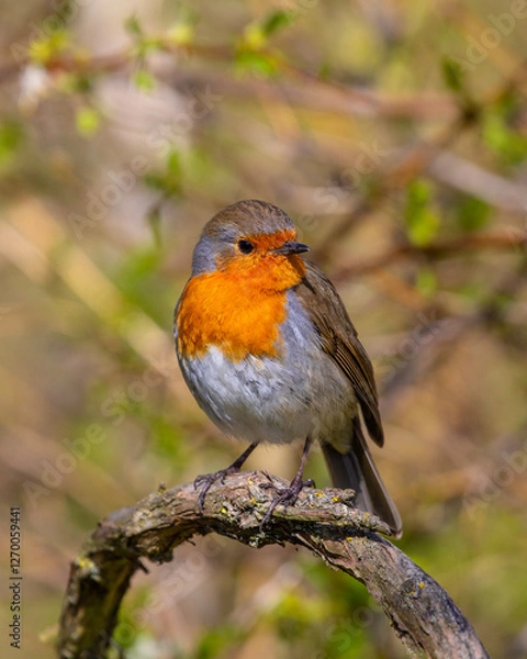 Obraz European Robin