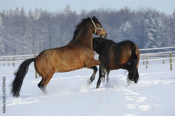 Fototapeta Steigendes Pferd