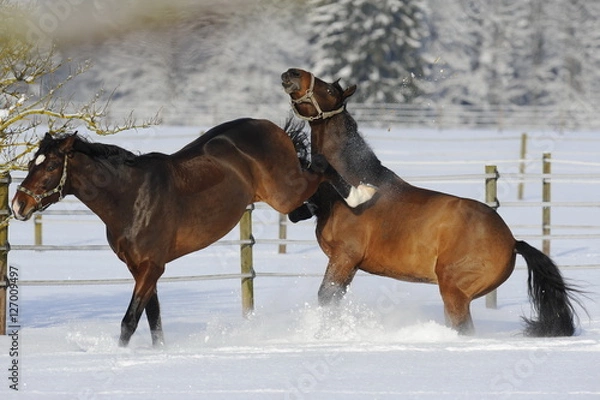 Obraz Ausschlagendes Pferd