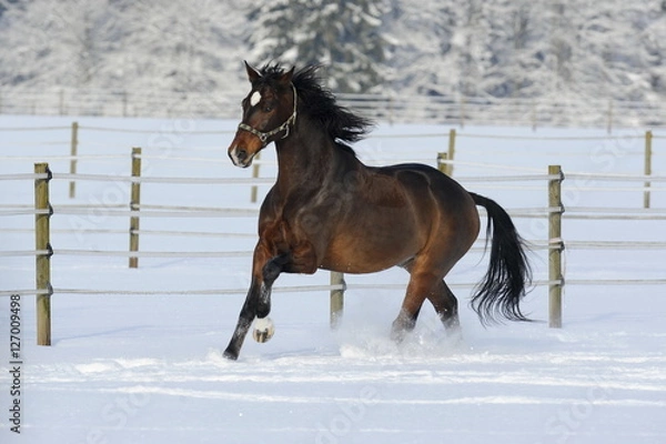 Obraz Galoppierendes Pferd