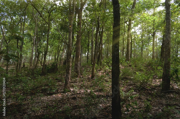 Fototapeta Lush forest with sunlight filtering through trees