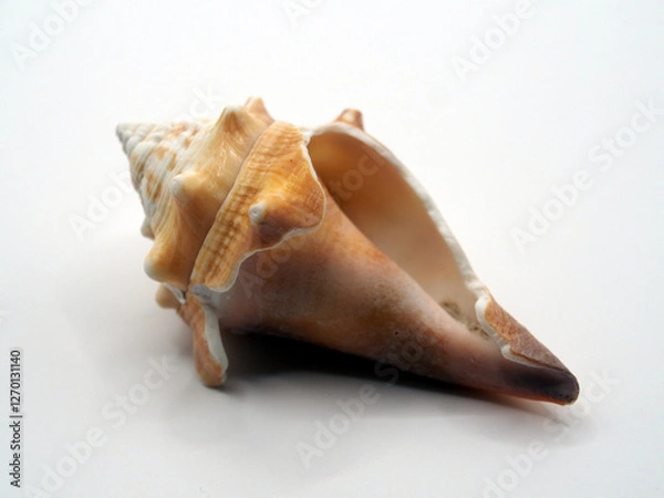 Fototapeta Close-up of the broken shell of a Florida fighting conch (strombus alatus) on white background.