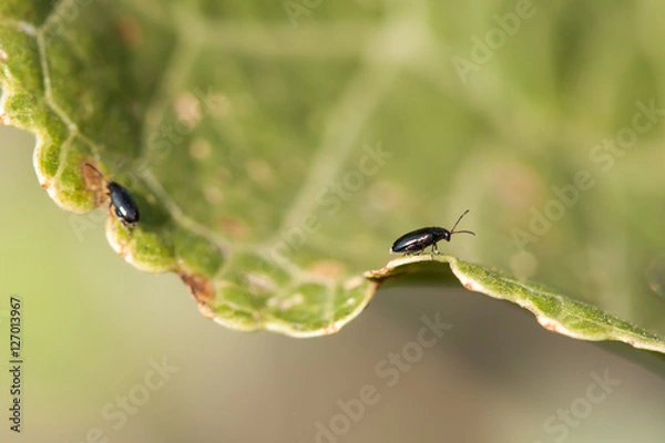 Fototapeta Flea beetle on the leaf