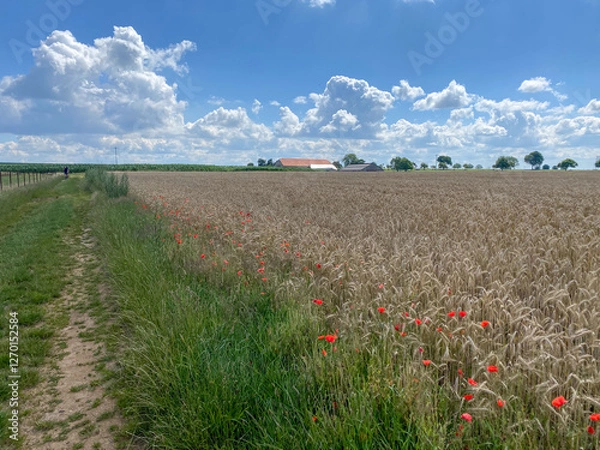 Fototapeta field with poppies on a summer day blue sky with few clouds in Luxembourg, Europe - concept rural, agriculture, summer, meadow