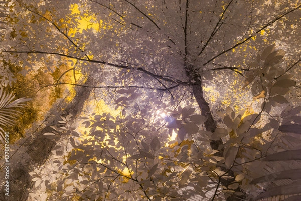 Fototapeta Infrared photography, a view looking up through trees, with branches and leaves densely arranged