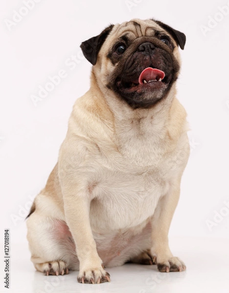 Obraz Pug dog isolated in white