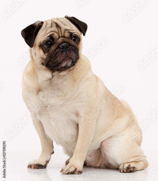 Fototapeta Pug dog isolated in white
