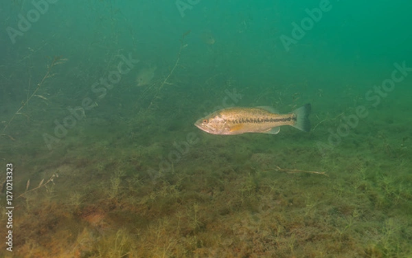 Fototapeta Largemouth Bass Micropterus salmoides Underwater with Copy-Space